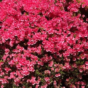 mama mary says 👋🏼